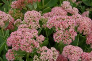 Sedum Autumn Joy