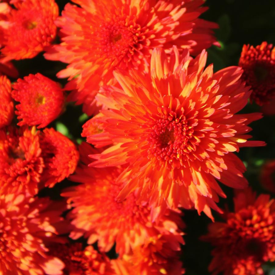 Chrysanthemum McKenna Orange - Fall Garden Mum from Hoffie Nursery