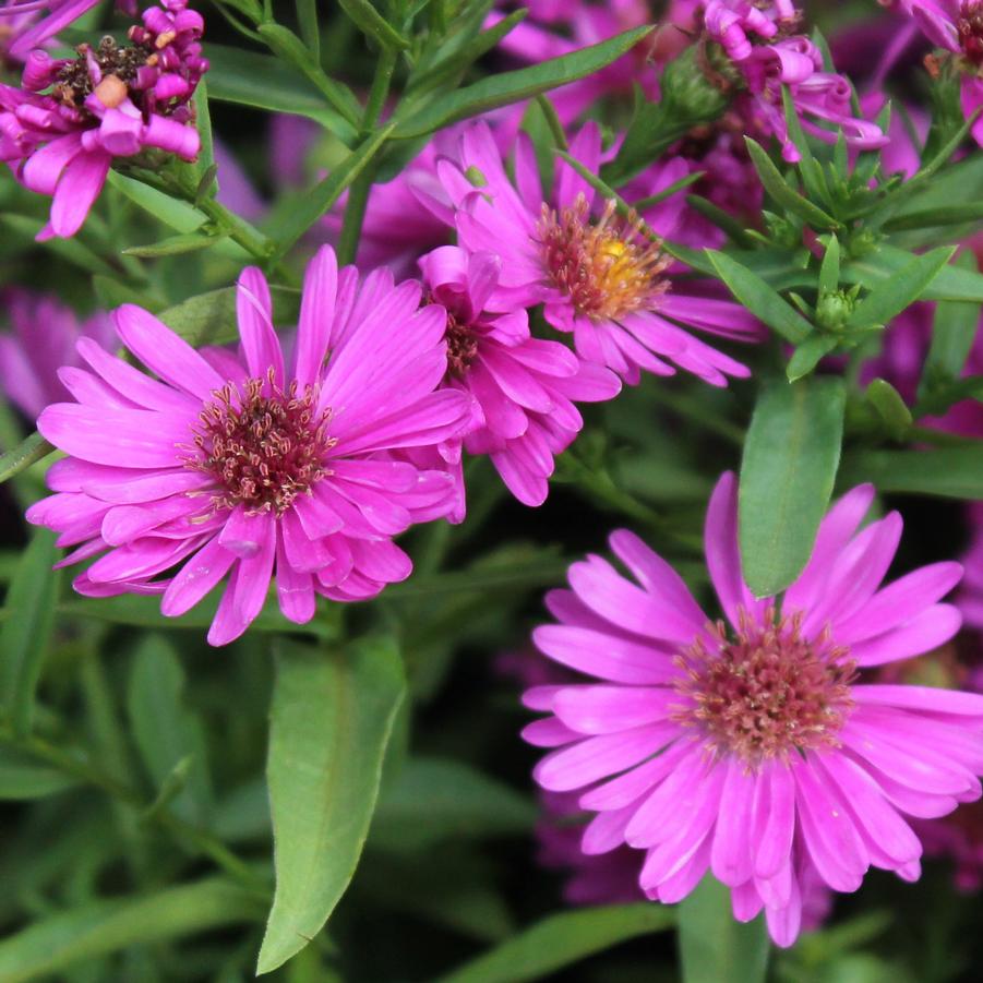 Aster novi-belgii 'Alert' - New York Aster from Hoffie Nursery