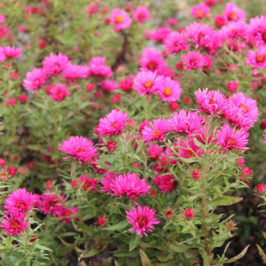 Aster novae-angliae 'Alma Potschke' - New England Aster from Hoffie Nursery