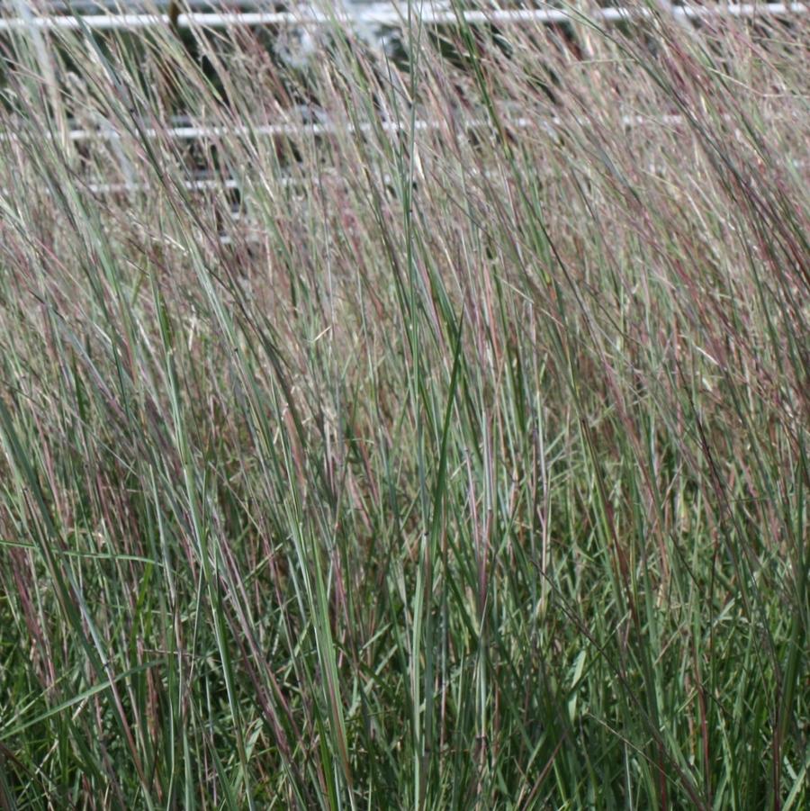 Schizachryium scoparium - Little Blue Stem from Hoffie Nursery