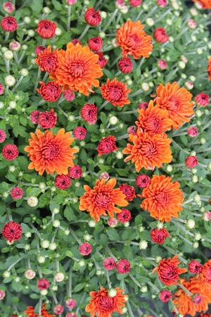 Chrysanthemum 'Miranda Orange' Fall Garden Mum from Hoffie Nursery