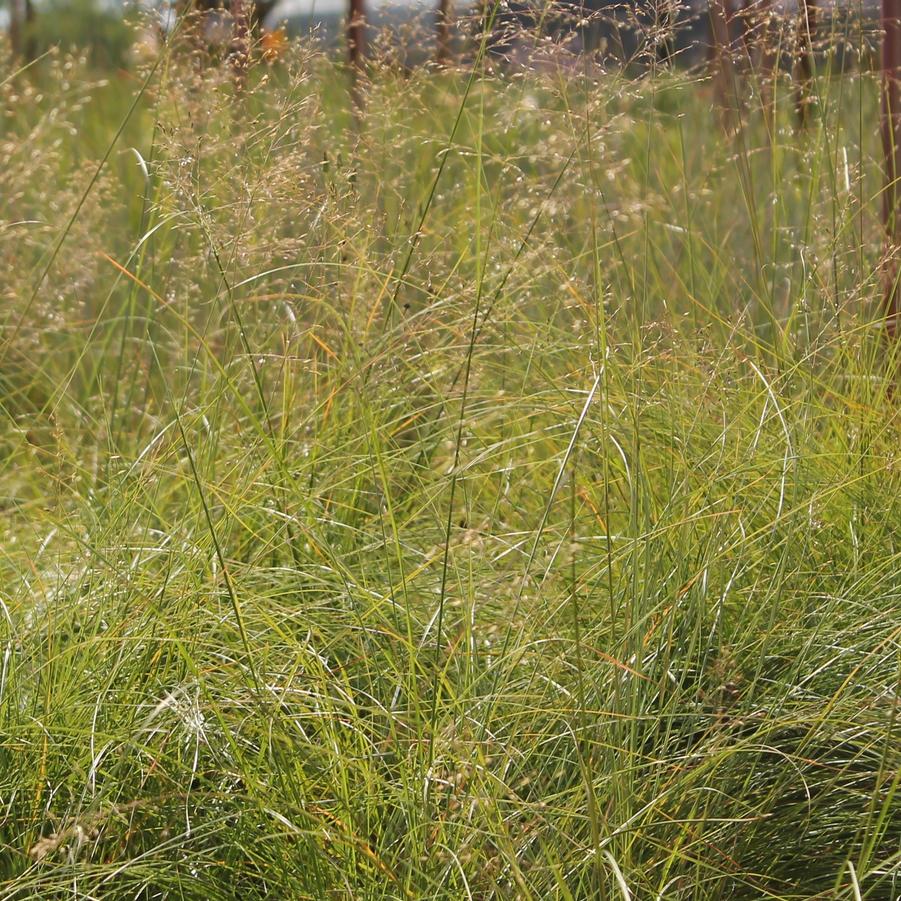 Sporobolus heterolepis - Prairie Drop Seed Grass from Hoffie Nursery