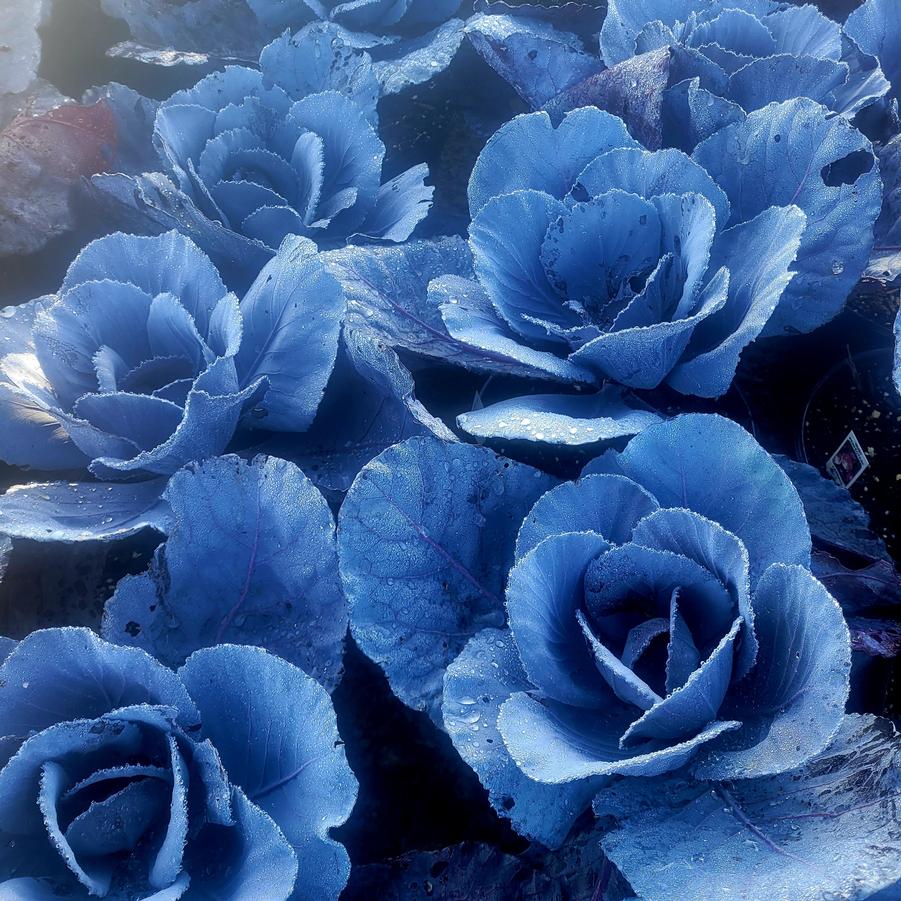 Cabbage 'Ruby Perfection' - Ornamental Cabbage from Hoffie Nursery