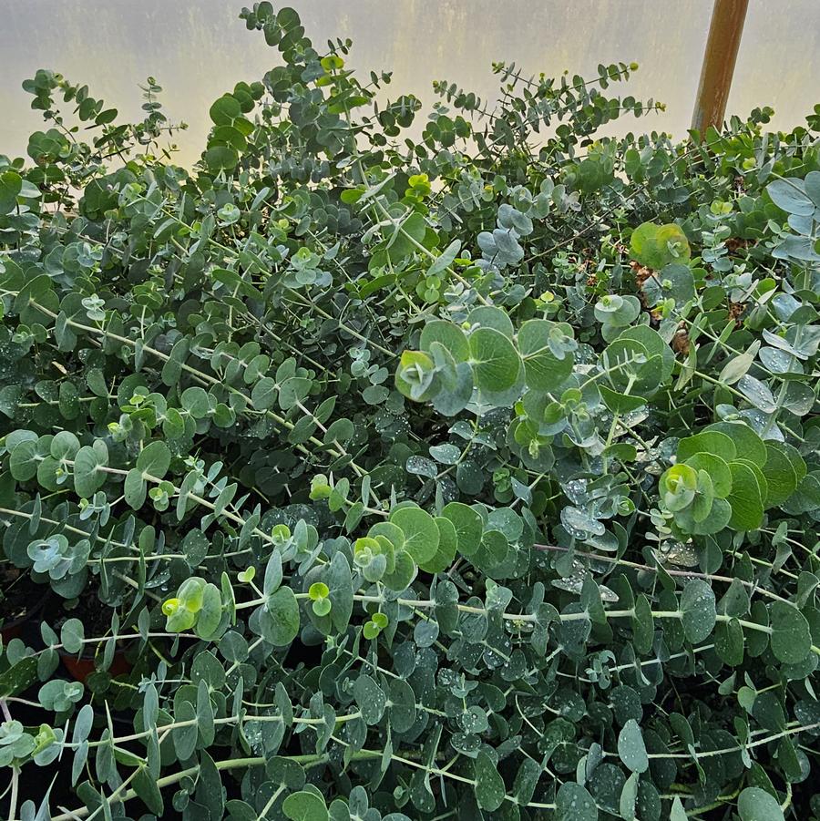 Eucalyptus 'Silver Dollar' - Eucalyptus from Hoffie Nursery
