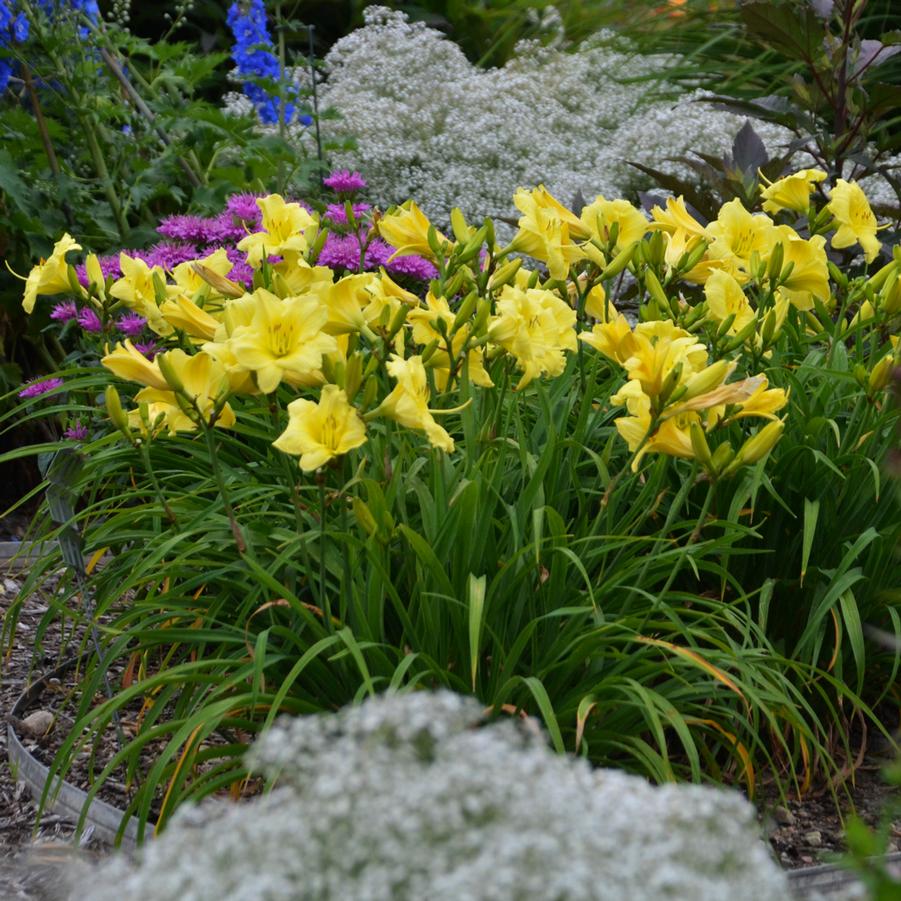 Hemerocallis RAINBOW RHYTHM® 'Going Bananas' - Daylily from Hoffie Nursery