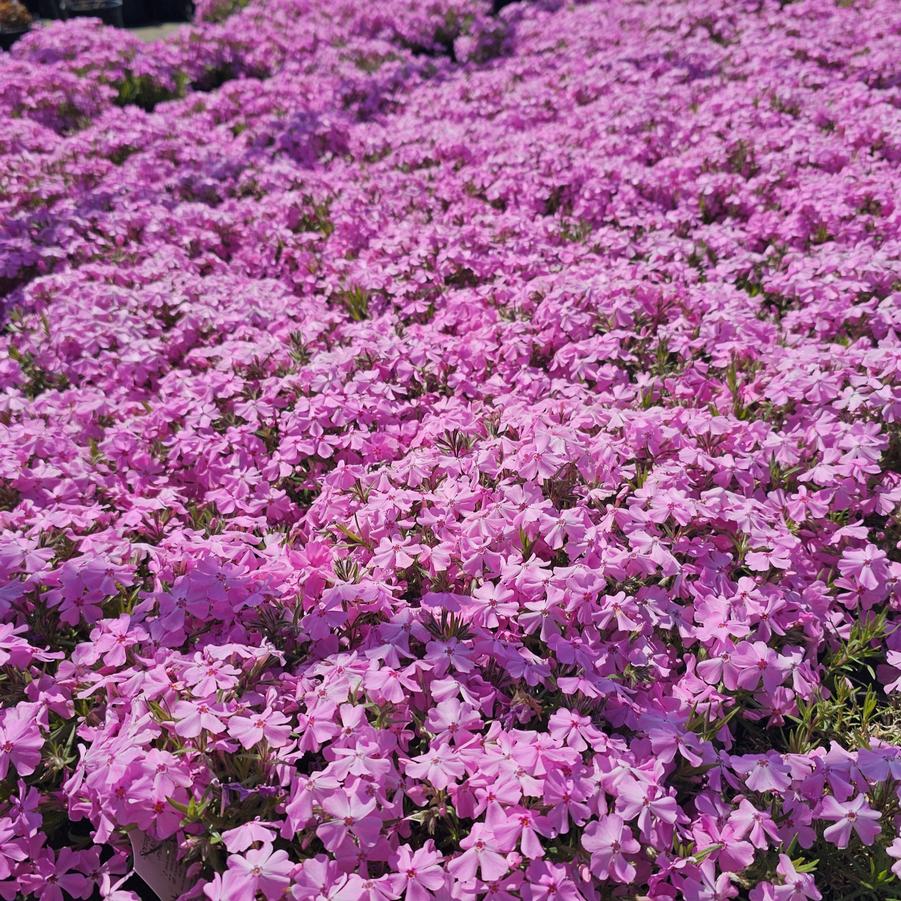 Phlox subulata Spring™ Soft Pink Spring™ - Moss Phlox from Hoffie Nursery