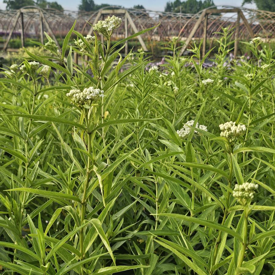 Asclepias incarnata 'Ice Ballet' - Swamp Milkweed from Hoffie Nursery