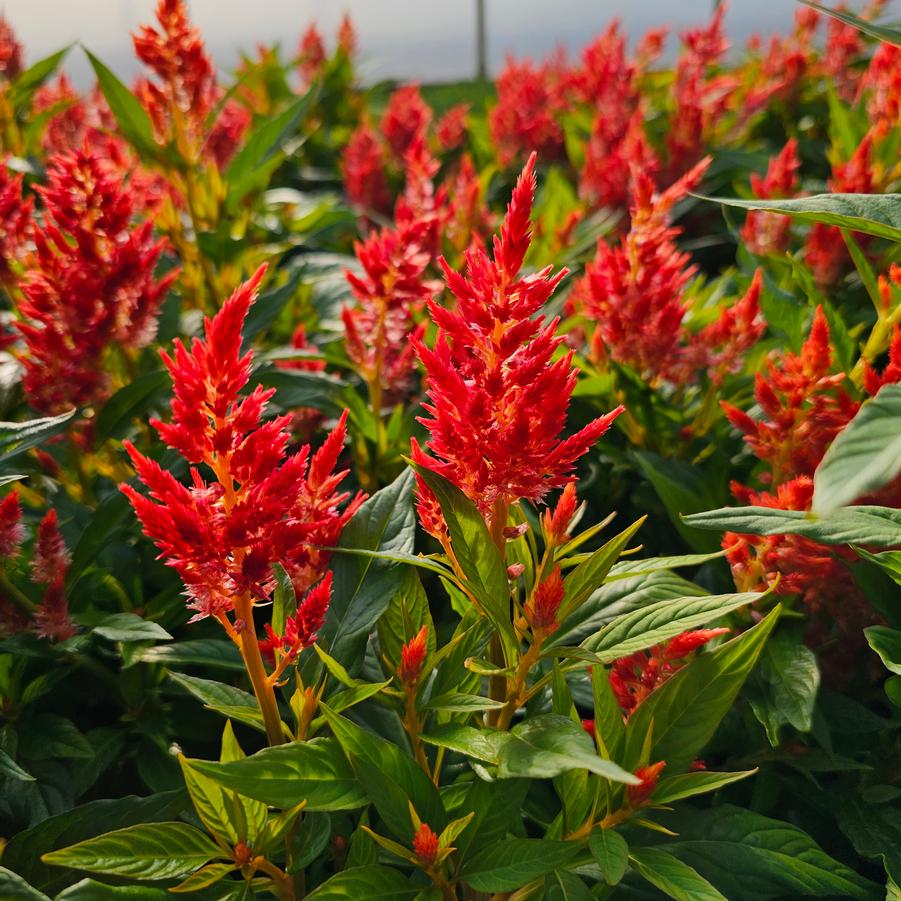 Celosia spicata Kelo 'Fire Orange' - Cockscomb from Hoffie Nursery