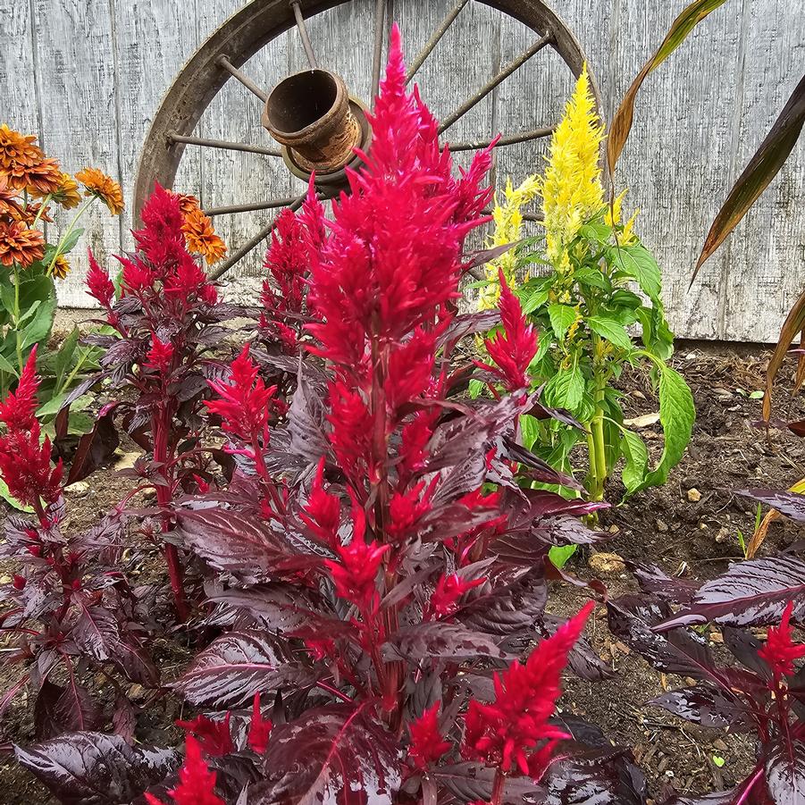 Celosia spicata Kelo 'Fire Scarlet' - Cockscomb from Hoffie Nursery