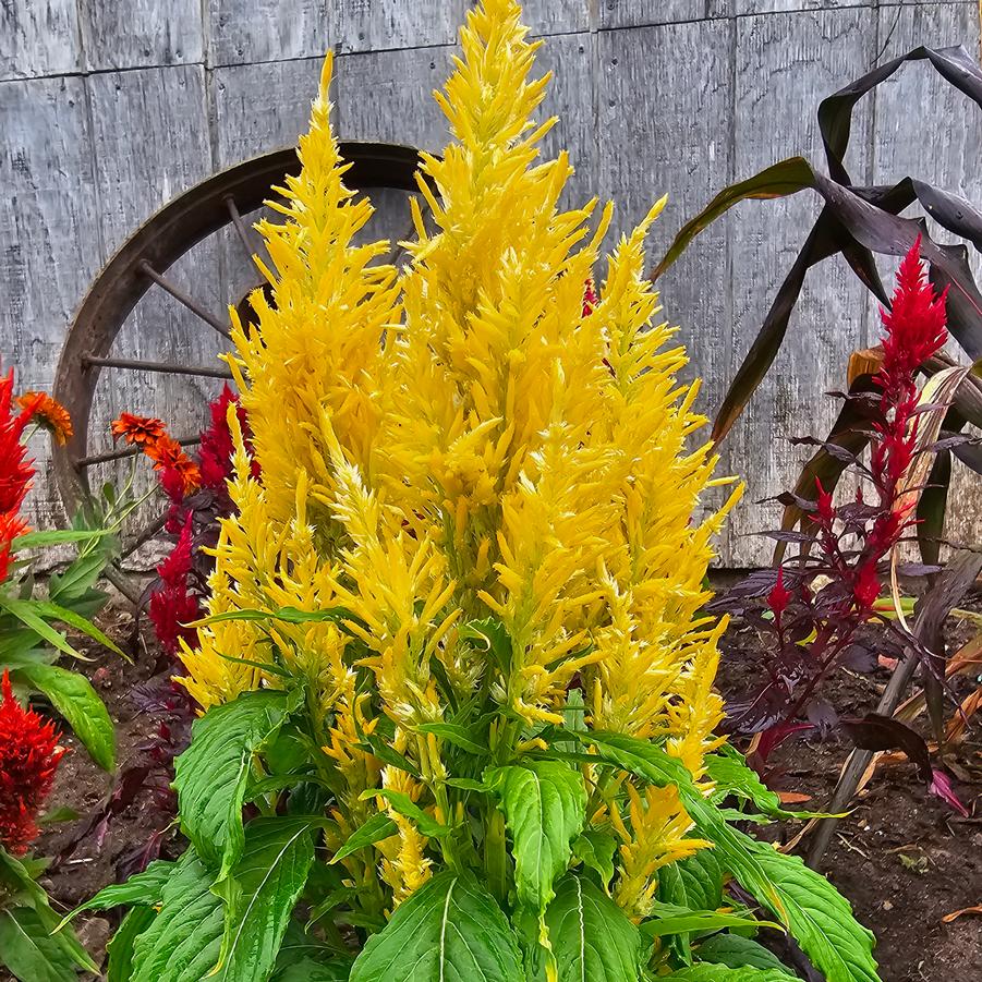 Celosia spicata Kelo 'Fire Yellow' - Cockscomb from Hoffie Nursery