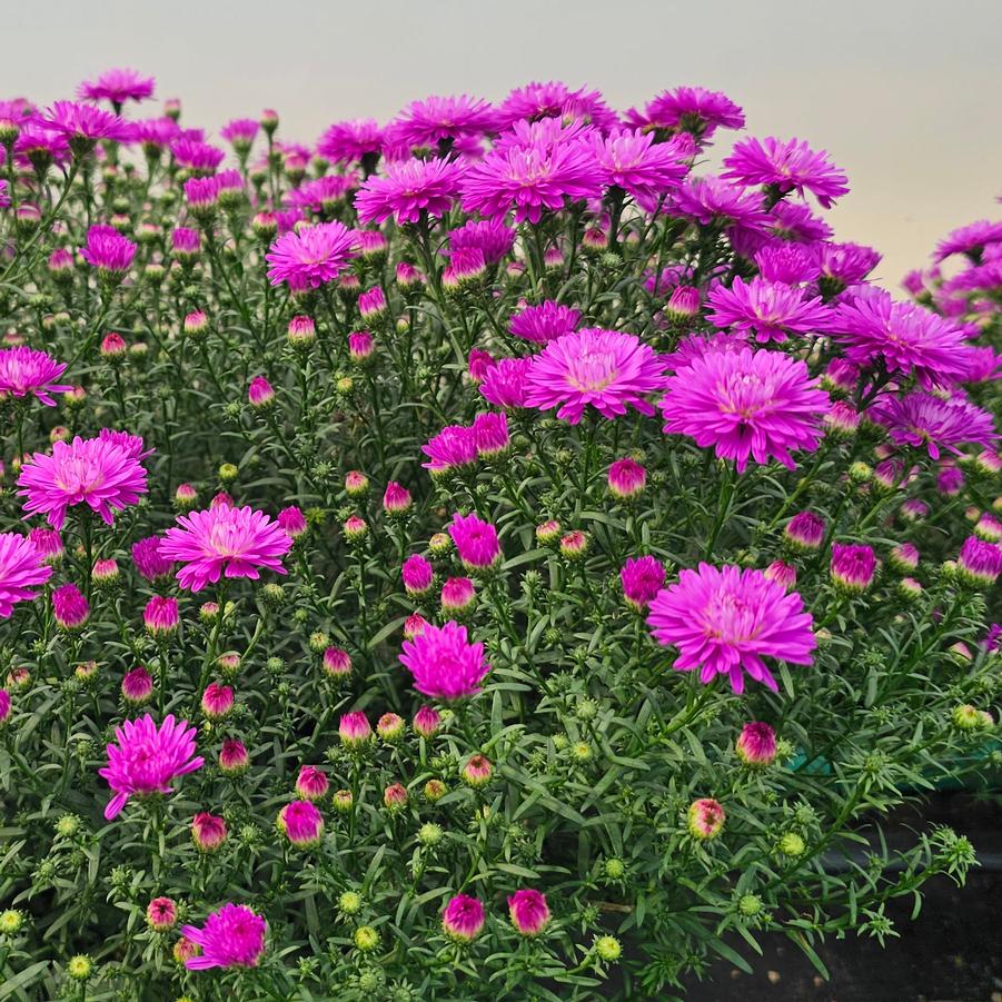 Aster 'Marie III Dark Pink' - Fall Aster from Hoffie Nursery