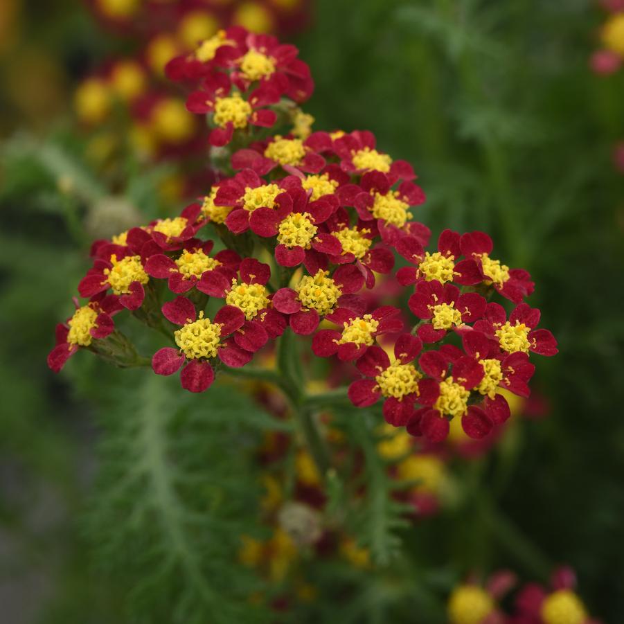 Achillea millefolium Milly Rock™ 'Red' - Yarrow from Hoffie Nursery