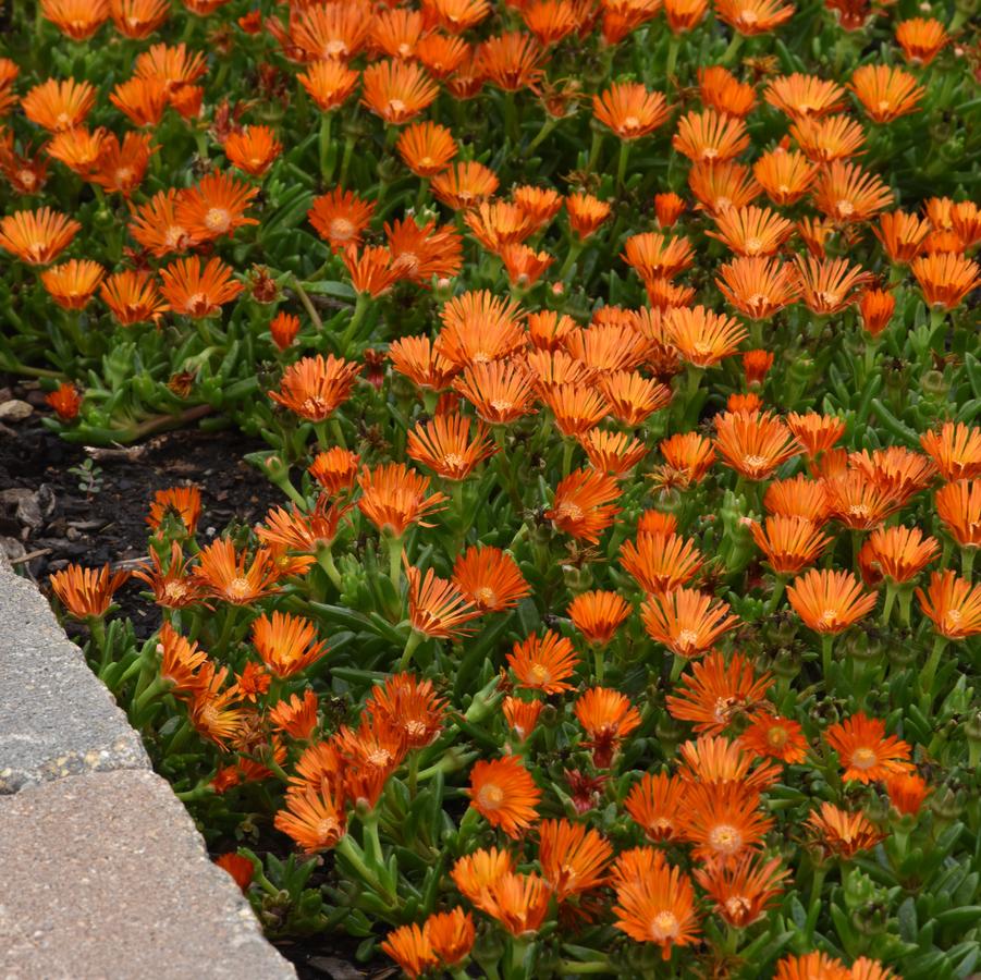 Delosperma Ocean Sunset™ 'Orange Vibe' - Ice Plant from Hoffie Nursery