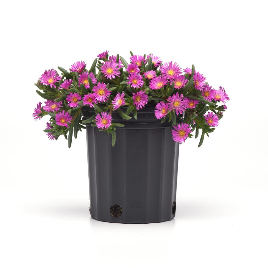 Delosperma Ocean Sunset™ 'Violet' - Ice Plant from Hoffie Nursery