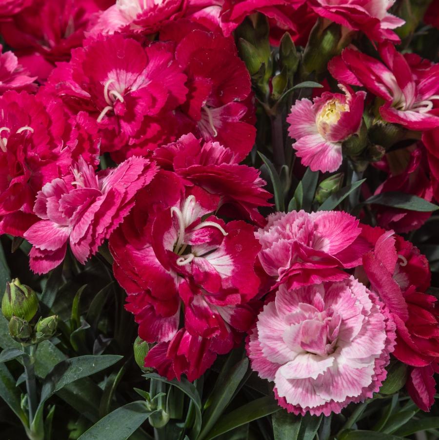 Dianthus Constant Cadence® 'Milk Cherry' - from Hoffie Nursery