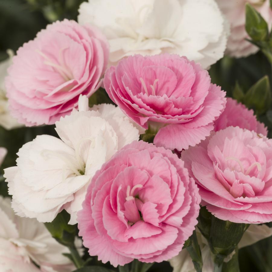 Dianthus Constant Cadence® 'Peach Milk' - from Hoffie Nursery