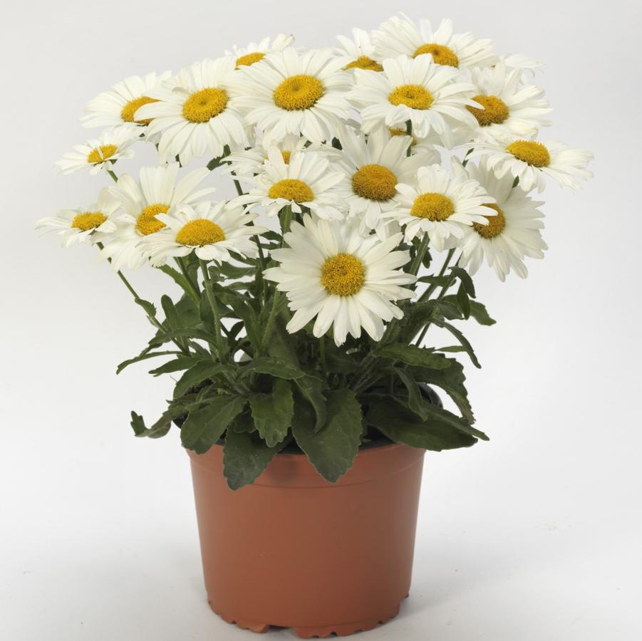 Leucanthemum superbum 'White Lion' - Shasta Daisy from Hoffie Nursery