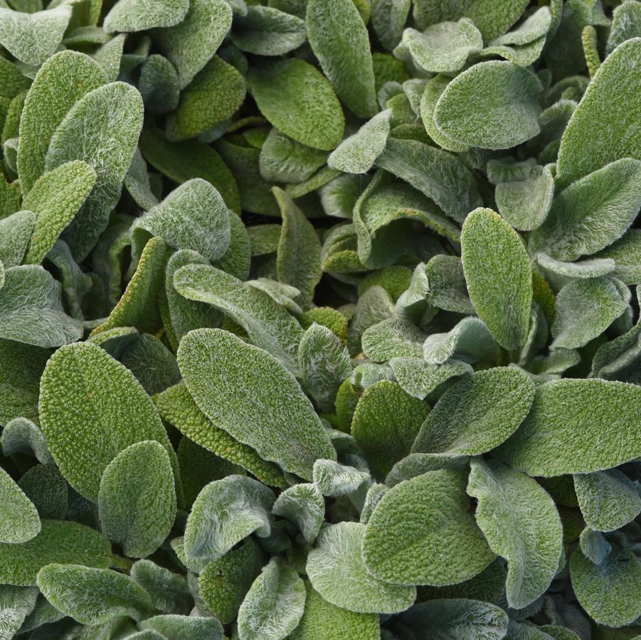 Stachys byzantina 'Little Lamb' - Lamb's Ear from Hoffie Nursery