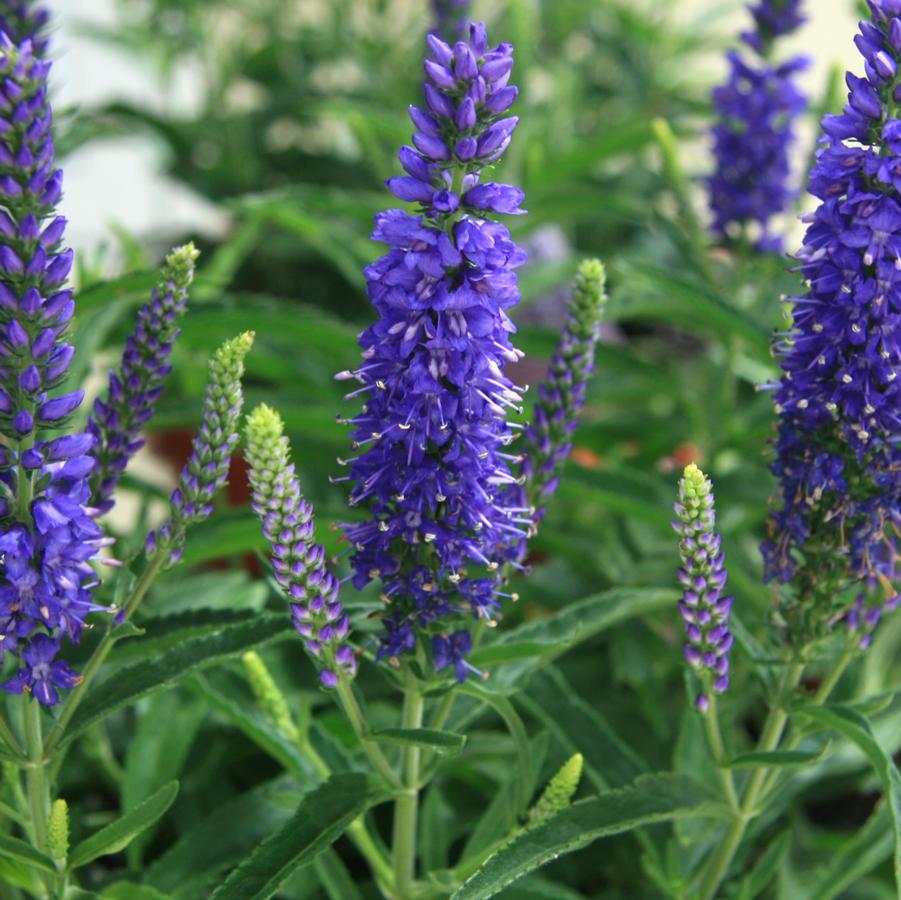 Veronica 'Dark Blue Improved' Speedwell from Hoffie Nursery