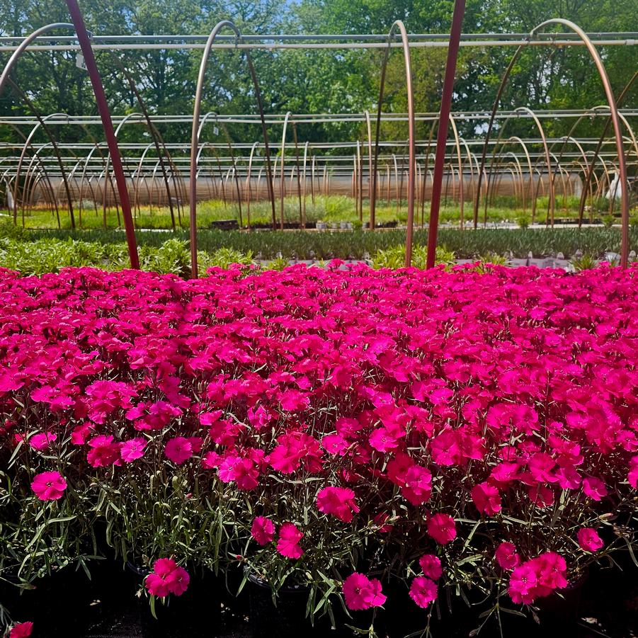 Dianthus caryophyllus 'Mad Magenta' - Pinks from Hoffie Nursery