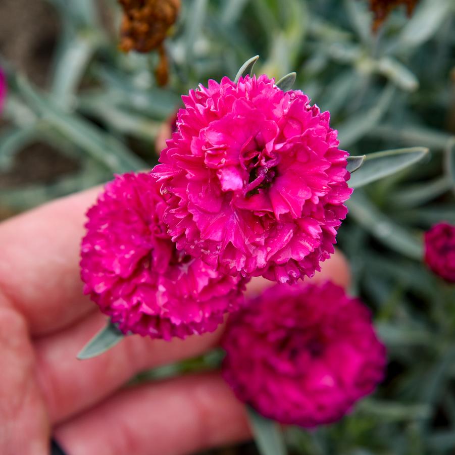 Dianthus FRUIT PUNCH™ 'Funky Fuchsia' - Pinks from Hoffie Nursery