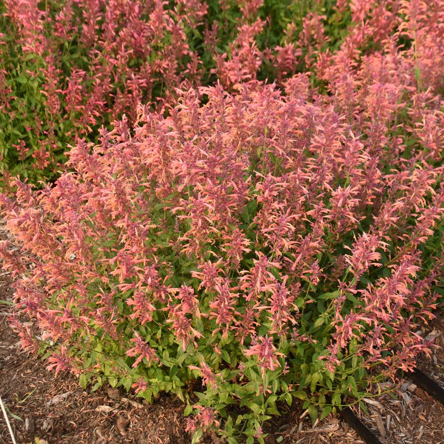 Agastache 'Guava Lava' - Anise Hyssop from Hoffie Nursery