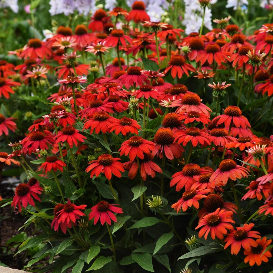 Echinacea Artisan® Red Ombre Artisan® - Coneflower from Hoffie Nursery