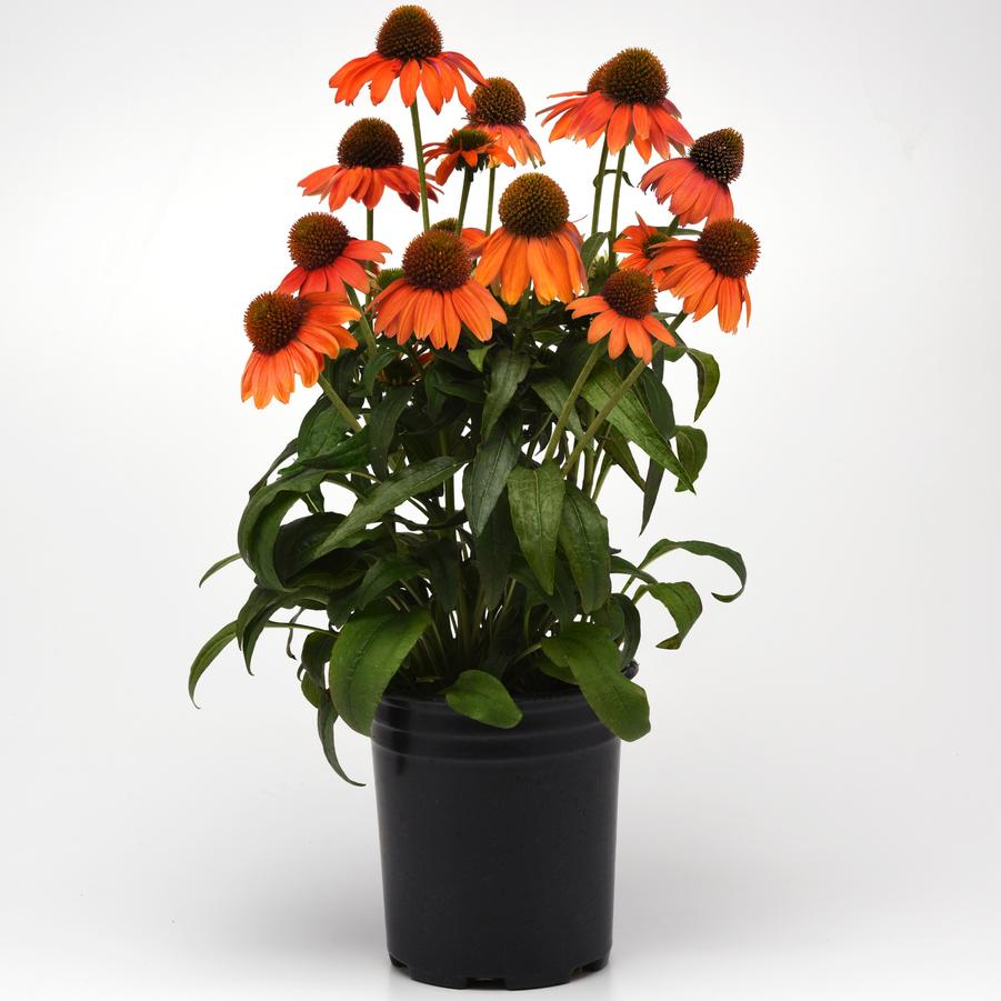 Echinacea Artisan® Soft Orange Artisan® - Coneflower from Hoffie Nursery