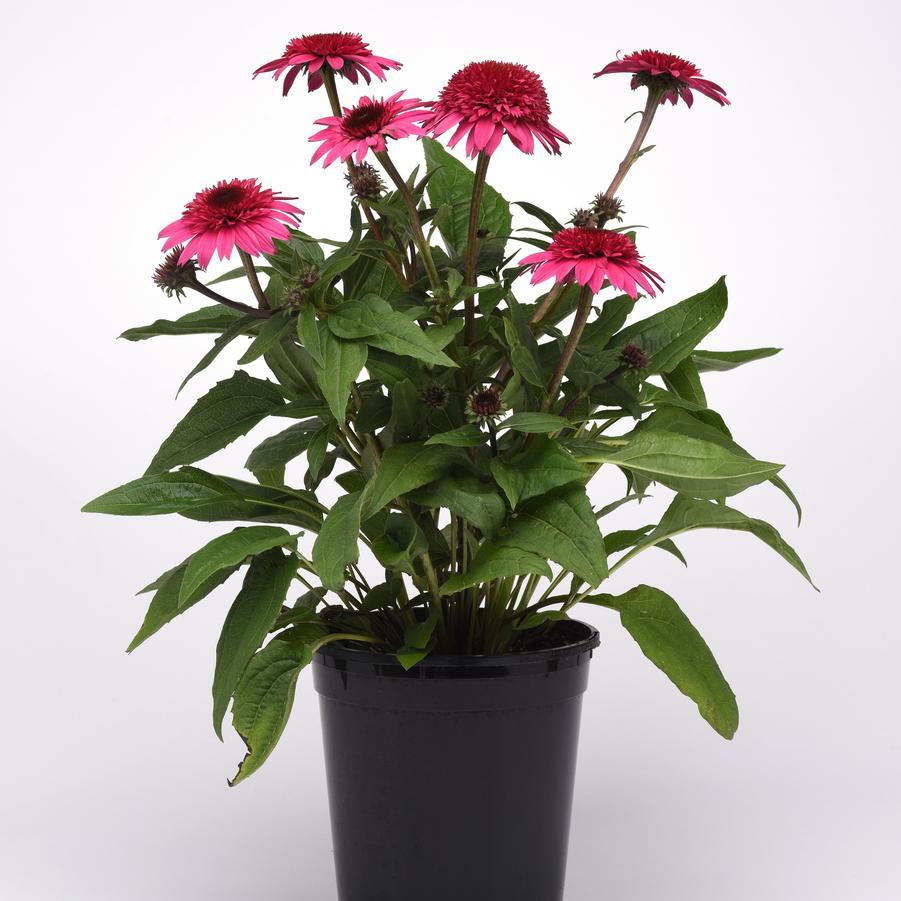 Echinacea Watermelon Deluxe Double Scoop™ - Double Coneflower from Hoffie Nursery