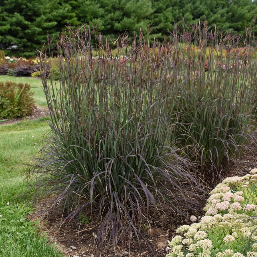 Andropogon gerardii 'Blackhawks' - Big Bluestem from Hoffie Nursery