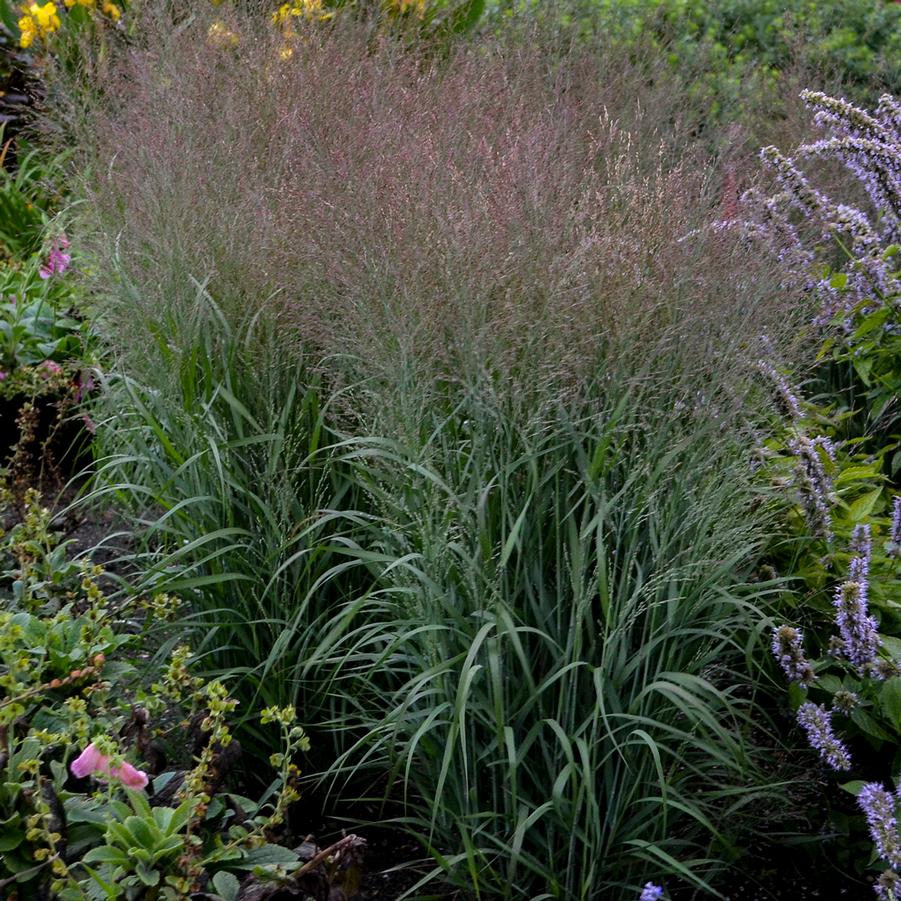 Panicum virgatum PRAIRIE WINDS® 'Apache Rose' - Switch Grass from Hoffie Nursery