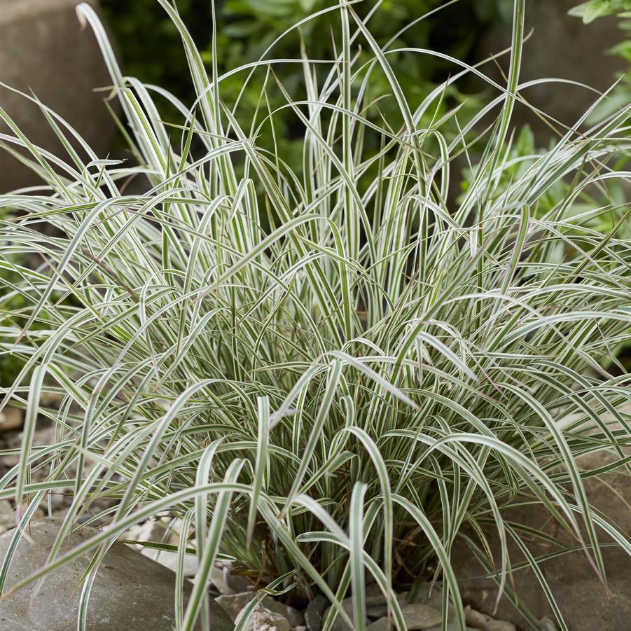 Schizachyrium scoparium 'Chameleon' - Little Bluestem from Hoffie Nursery