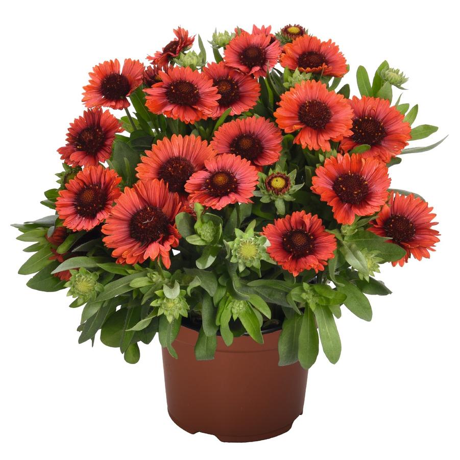 Gaillardia aristata Spintop® Red Spintop® - Blanket Flower from Hoffie Nursery