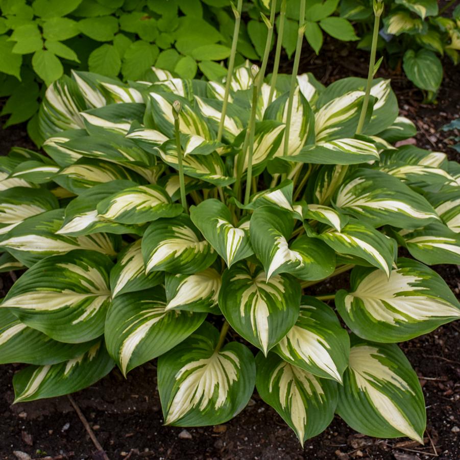 Hosta Shadowland® 'Miss America' - Hosta from Hoffie Nursery