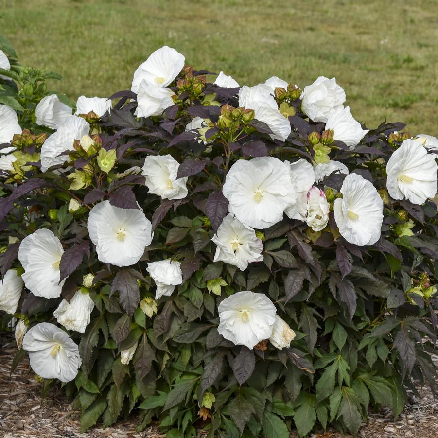 Hibiscus Summerific® Summerific® 'Cookies and Cream' - Rose Mallow from Hoffie Nursery