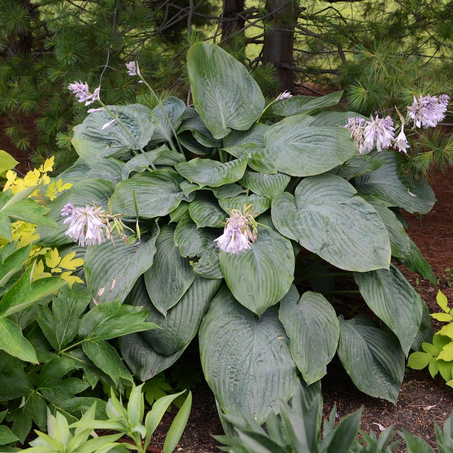 Hosta 'Empress Wu' - Hosta from Hoffie Nursery