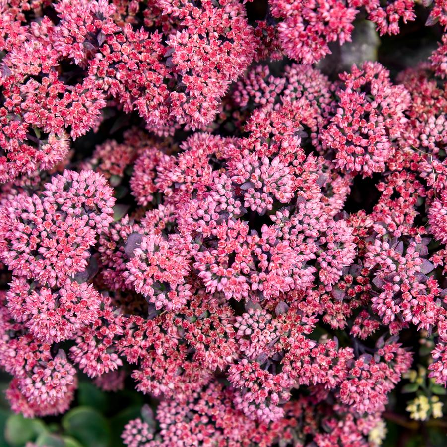 Sedum ROCK 'N GROW® 'Midnight Velvet' - Stonecrop from Hoffie Nursery