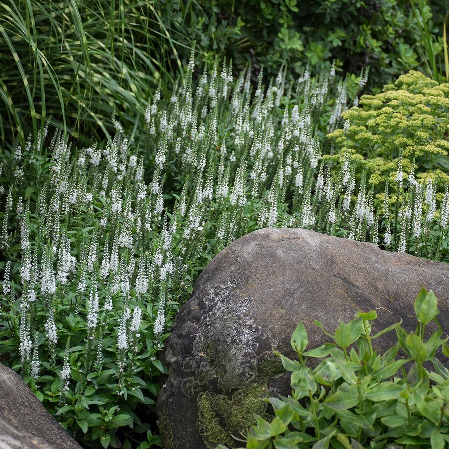 Veronica Magic Show® 'White Wands' - Speedwell from Hoffie Nursery