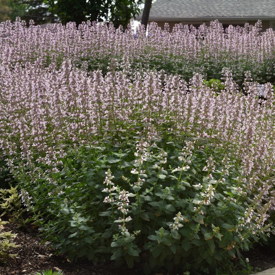 Nepeta faassenii Whispurr™ 'Pink' - Persian Catmint from Hoffie Nursery