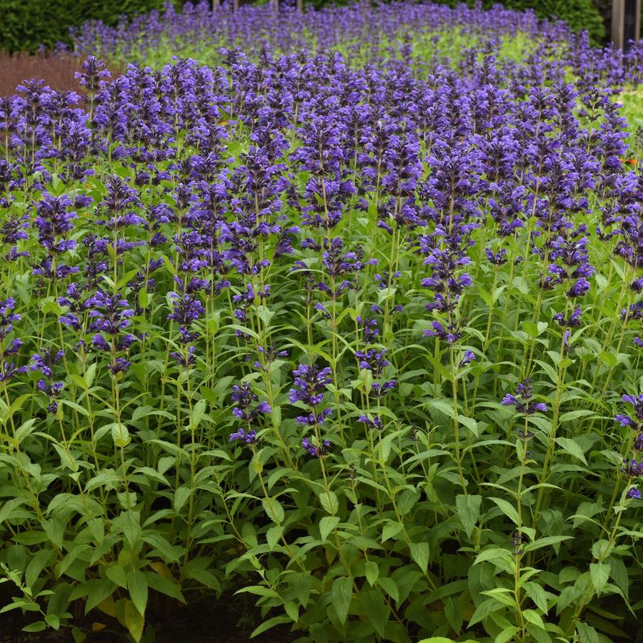 Nepeta subsessilis Prelude™ 'Purple' - Catmint from Hoffie Nursery