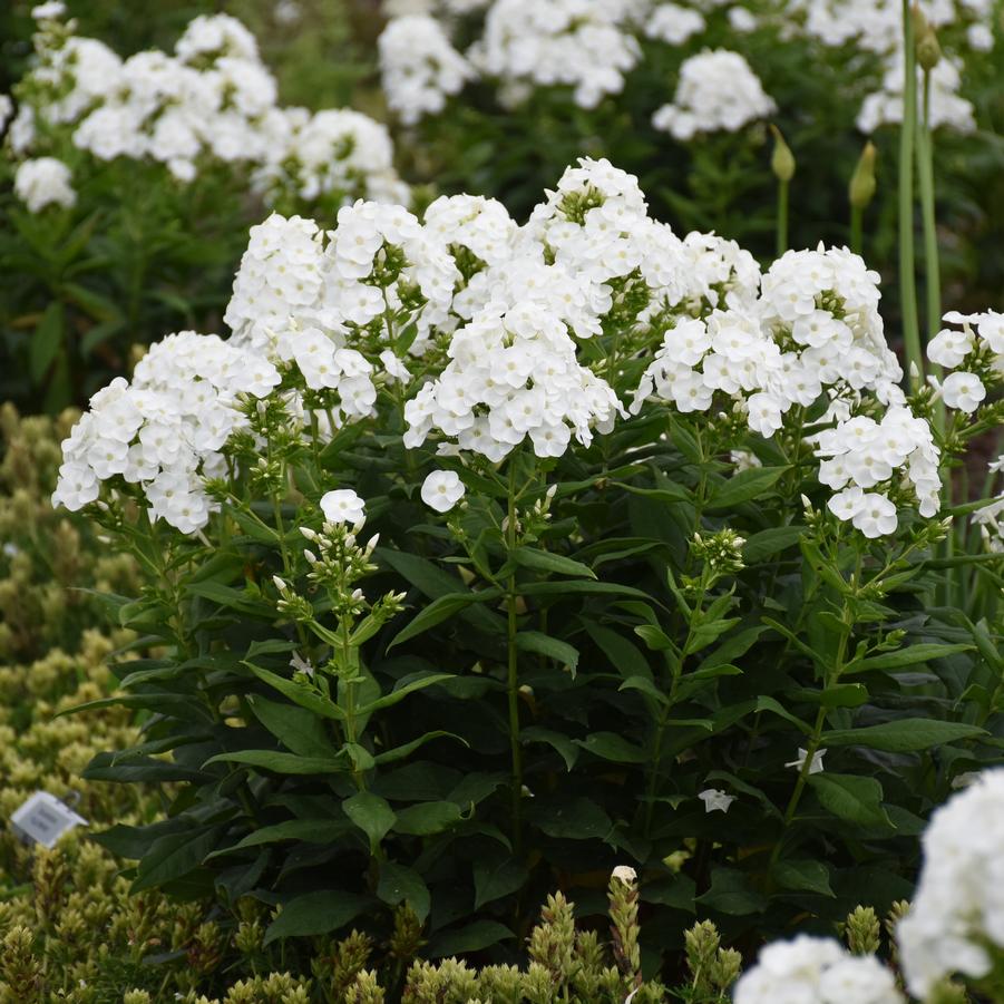 Phlox paniculata LUMINARY® 'Backlight' - Garden Phlox from Hoffie Nursery