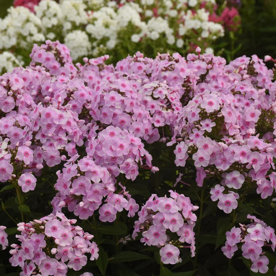 Phlox paniculata LUMINARY® 'Opalescence' - Garden Phlox from Hoffie Nursery