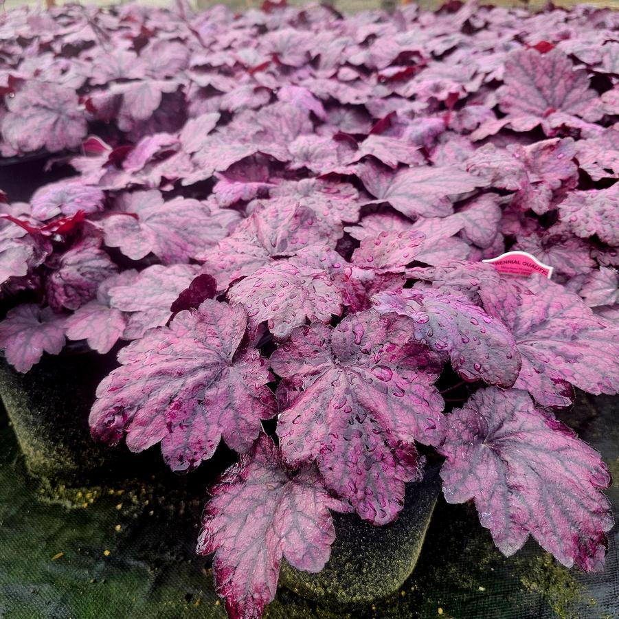 Heuchera 'Electric Plum' - Coral Bells from Hoffie Nursery