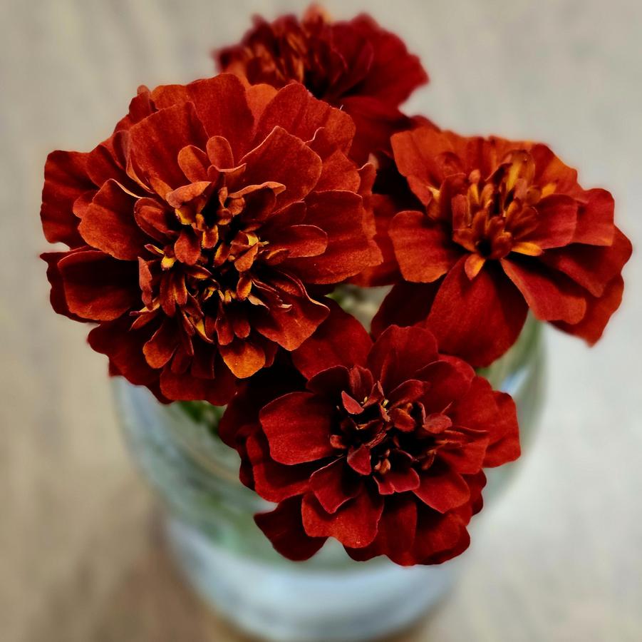 Marigold 'Fireball' - Dwarf Crested French Marigold from Hoffie Nursery