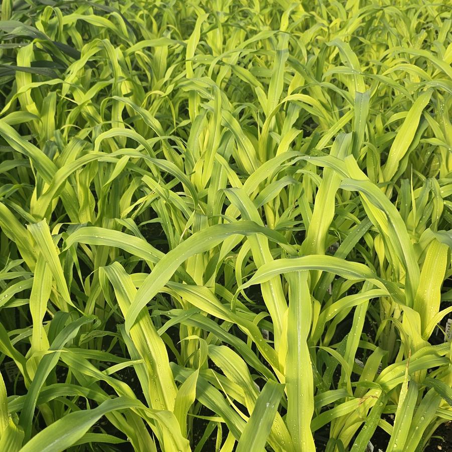 Pennisetum 'Jade Princess' - Pennisetum glaucum from Hoffie Nursery