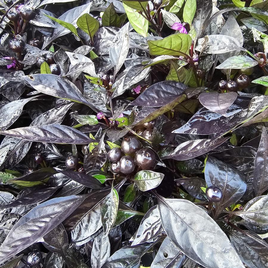 Ornamental Pepper 'Onyx Red' - from Hoffie Nursery