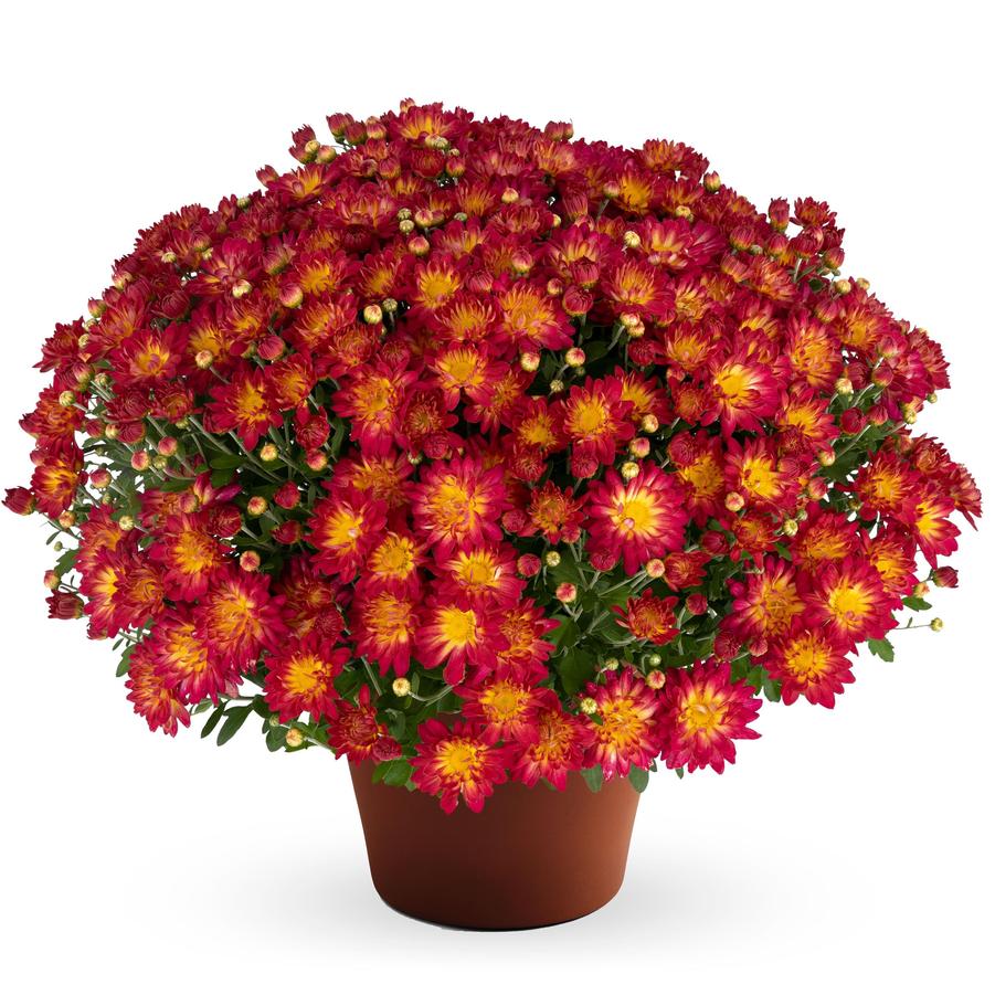 Chrysanthemum Summer Sunset - Fall Garden Mum from Hoffie Nursery