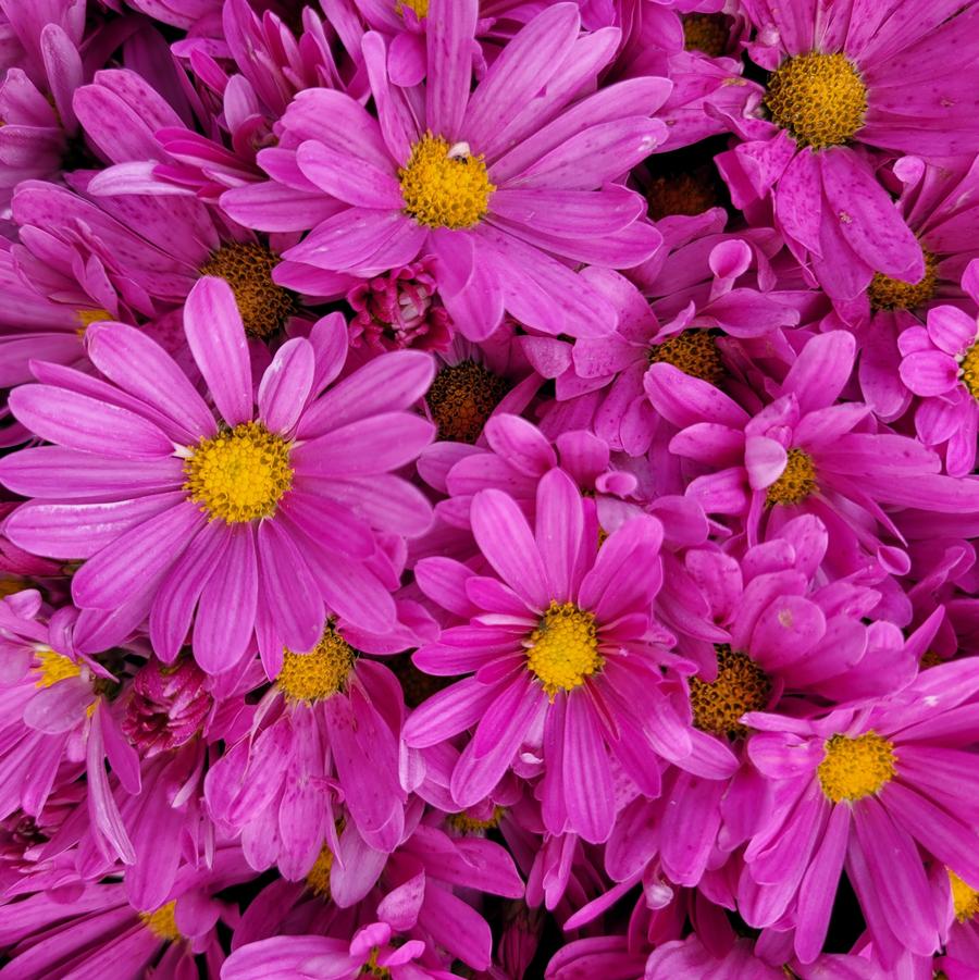 Chrysanthemum Teresa Pink - Fall Garden Mum from Hoffie Nursery