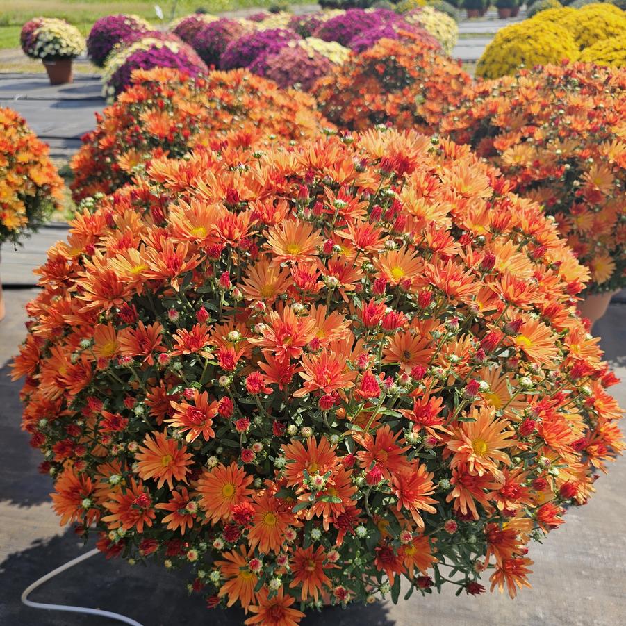 Chrysanthemum Tracy - Fall Garden Mum from Hoffie Nursery